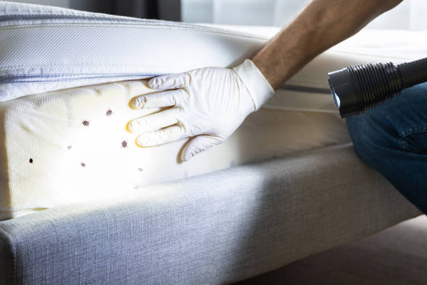 Best Affordable Pest Control Services  in Lincoln Center, KS