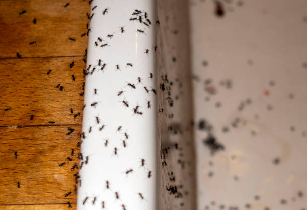 Best Pest Control Near Me  in Lincoln Center, KS